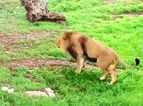Lion in a Jerusalem Zoo.